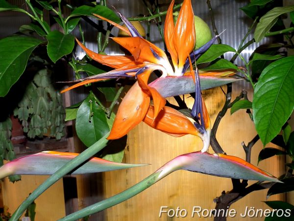 Papegojblomma (Strelitzia reginae)